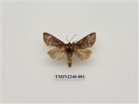 藏品(黃肩舟蛾)的圖片